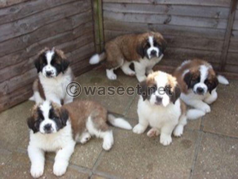 Saint Bernard Puppies Adoption        0