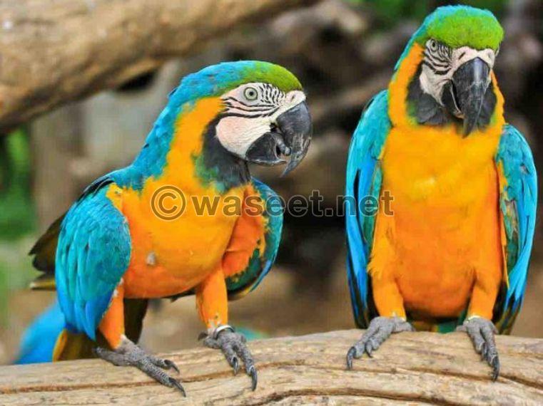 Cool blue and gold macaw parrots  0