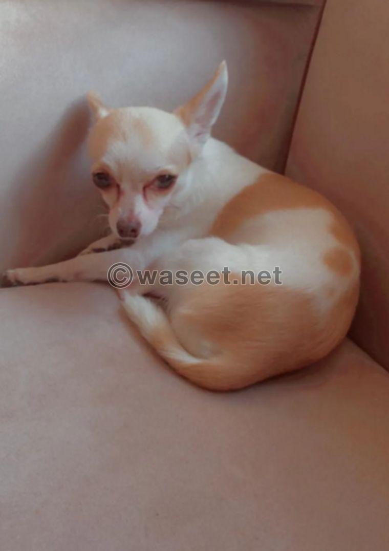 A 4-year-old male Chihuahua 0