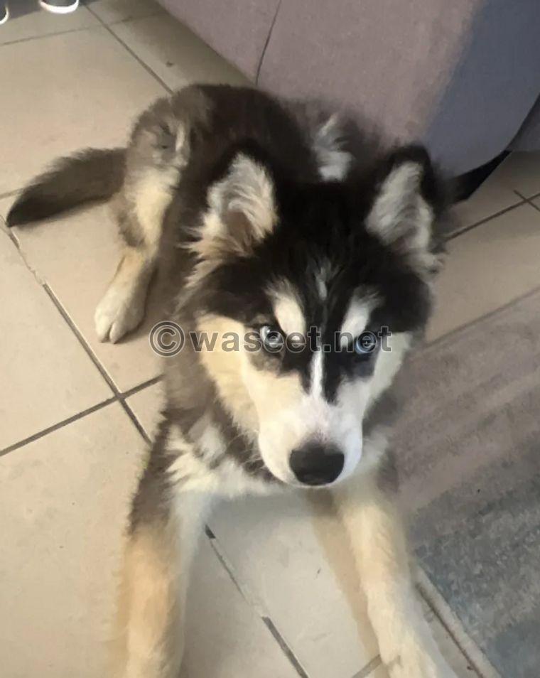 Husky for sale is three months old 0