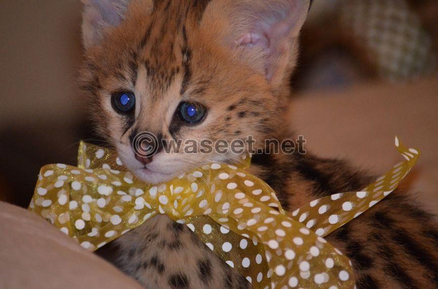 The adorable African Serval cats 2