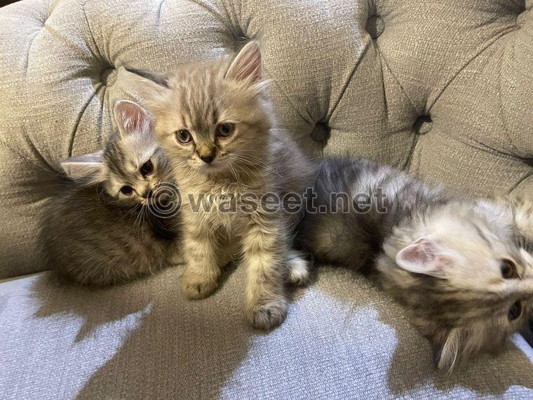 3 kitty for sale 9