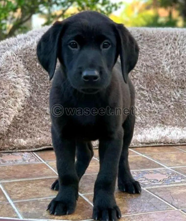 pure Labrador black 1