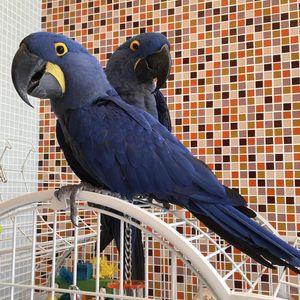   Hyacinth Parrots for sale 