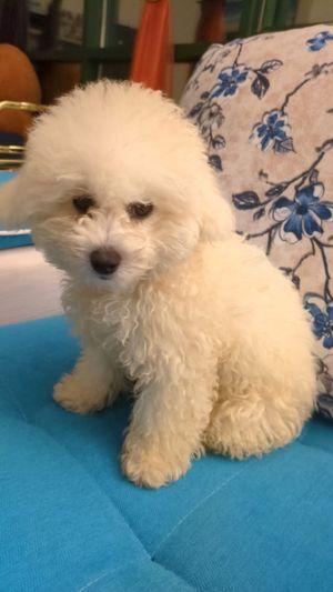 Toy Poodle, 3 months old