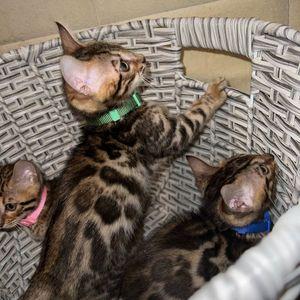 Adorable Bengal Kittens 
