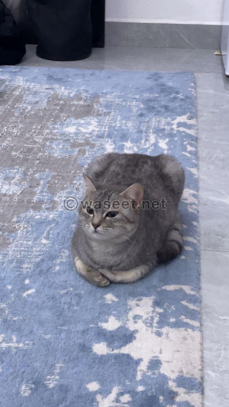Cat for sale in Al Ain 1