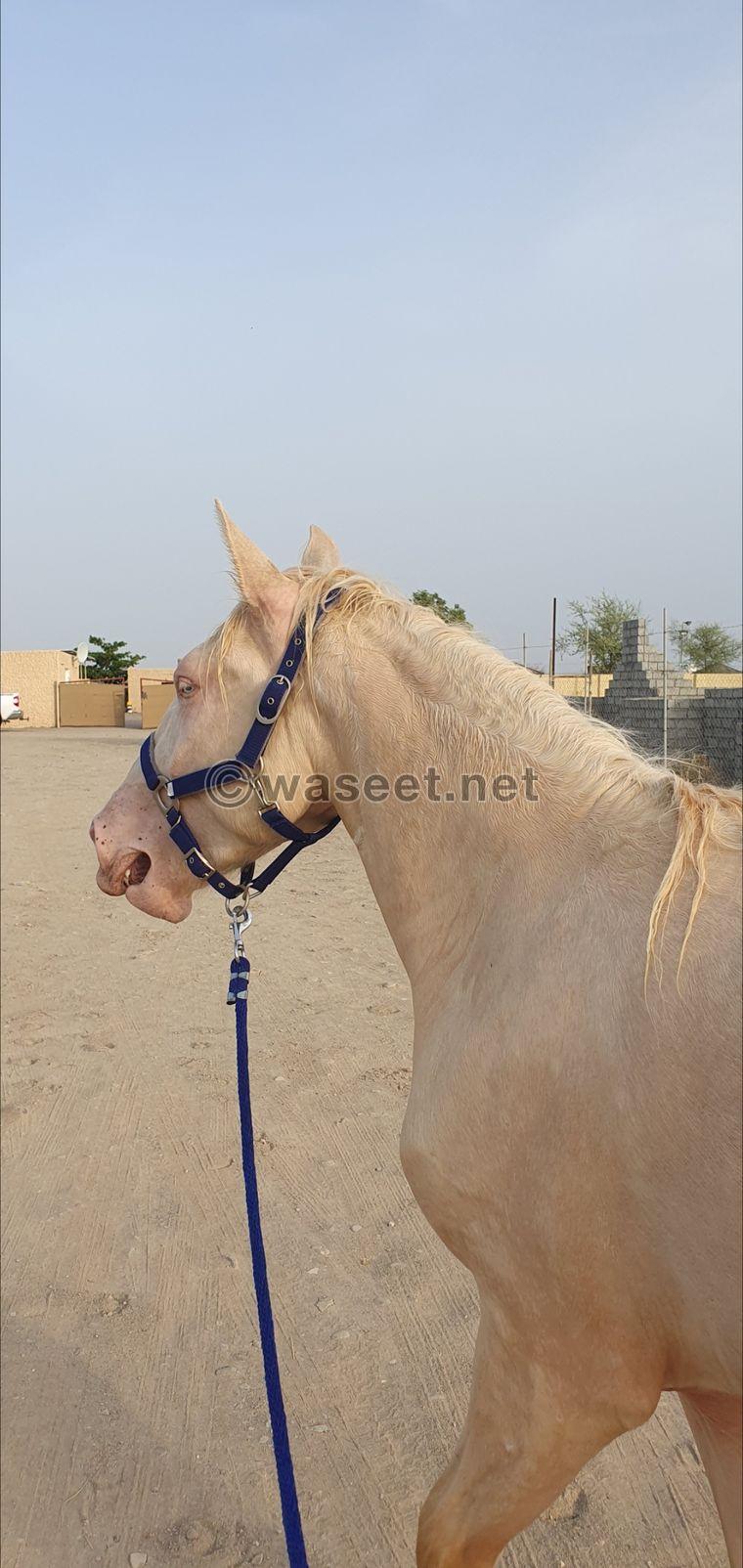 حصان كريميلو إسباني للبيع في صحار 2