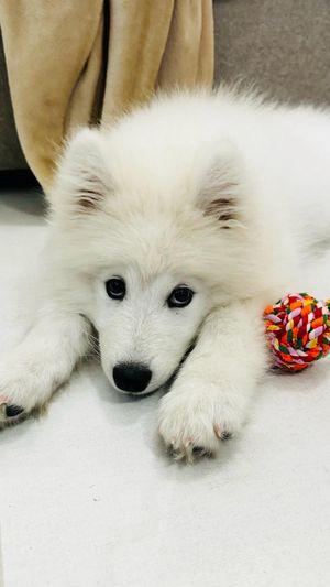 Samoyed dog for sale