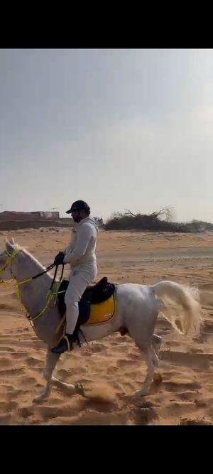 Horse for sale in Zubair 