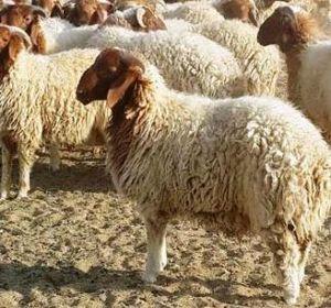 Naeem sheep for sale