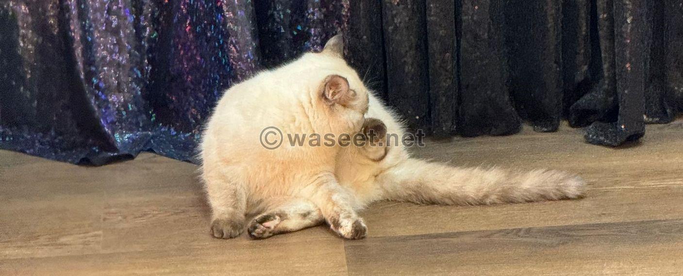 Siamese cat  female 1