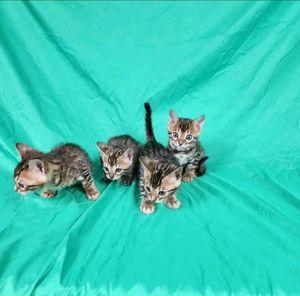 Adorable Bengal Kittens For Adoption 