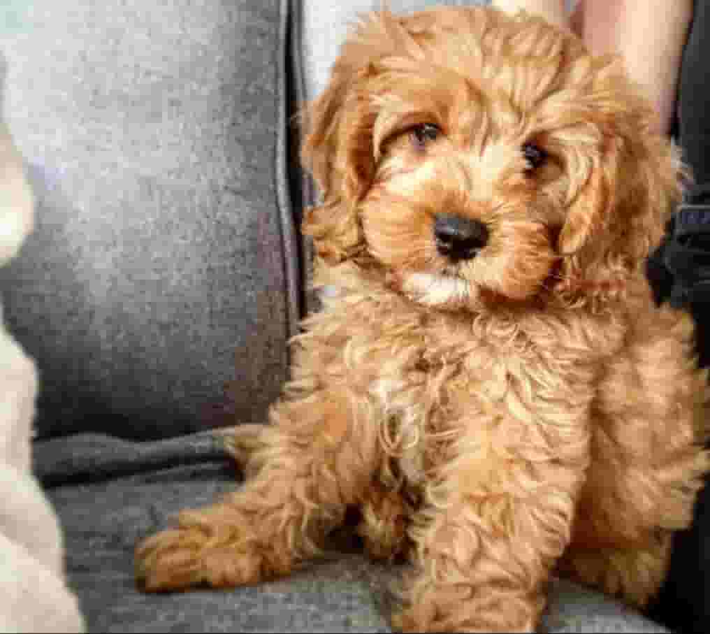 يتوفر كلاب كوكابو يتوفر كلاب كوكابو