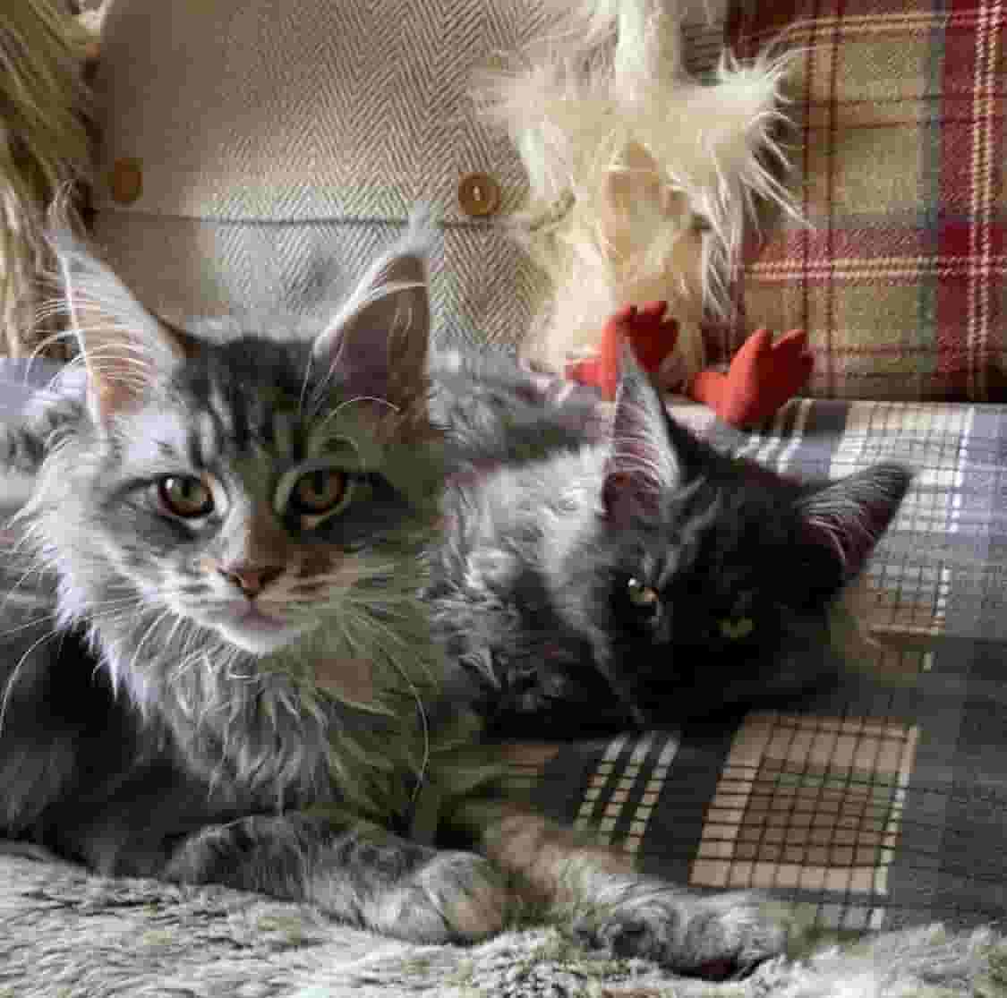 Mainecoon kittens for adoption Mainecoon kittens for adoption