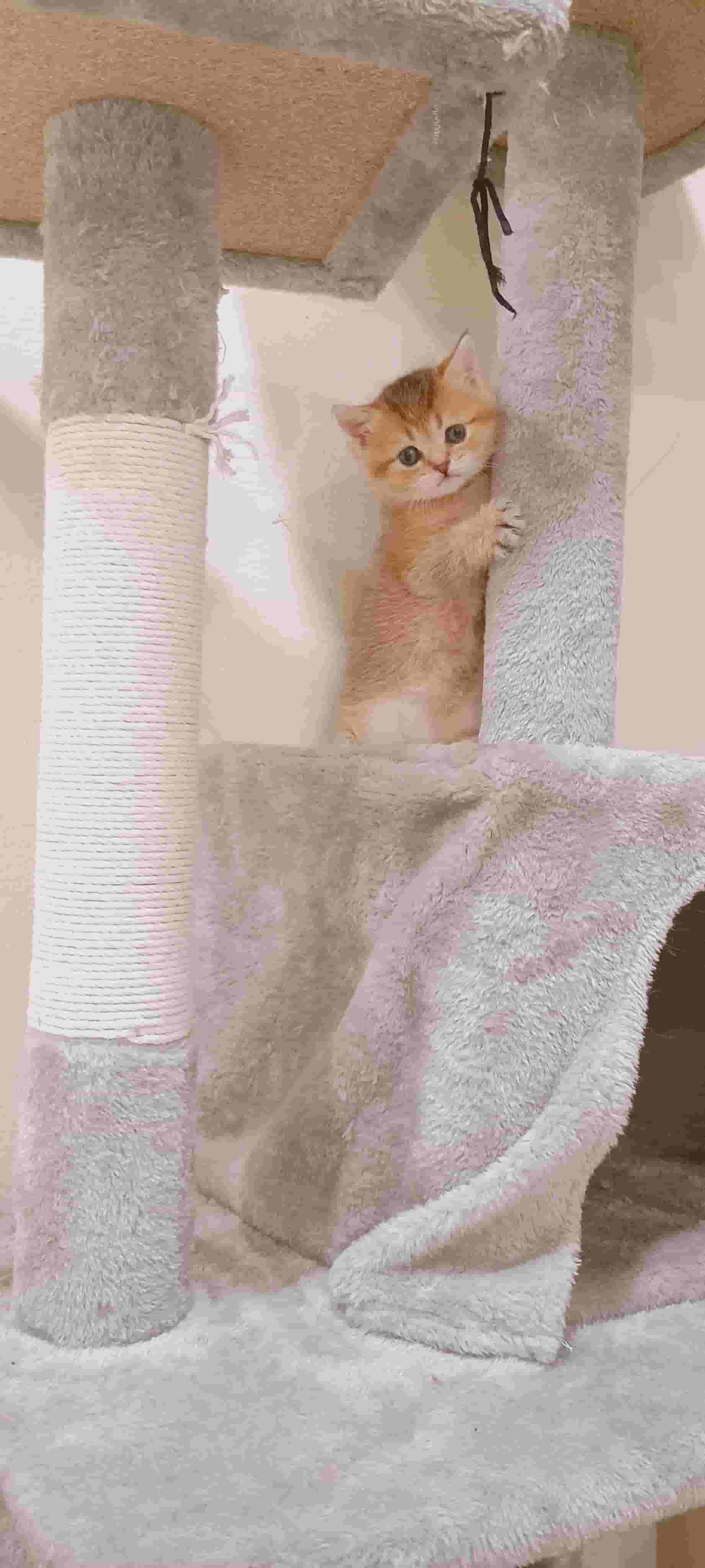 Top quality golden pure Scottish fold boy Top quality golden pure Scottish fold boy