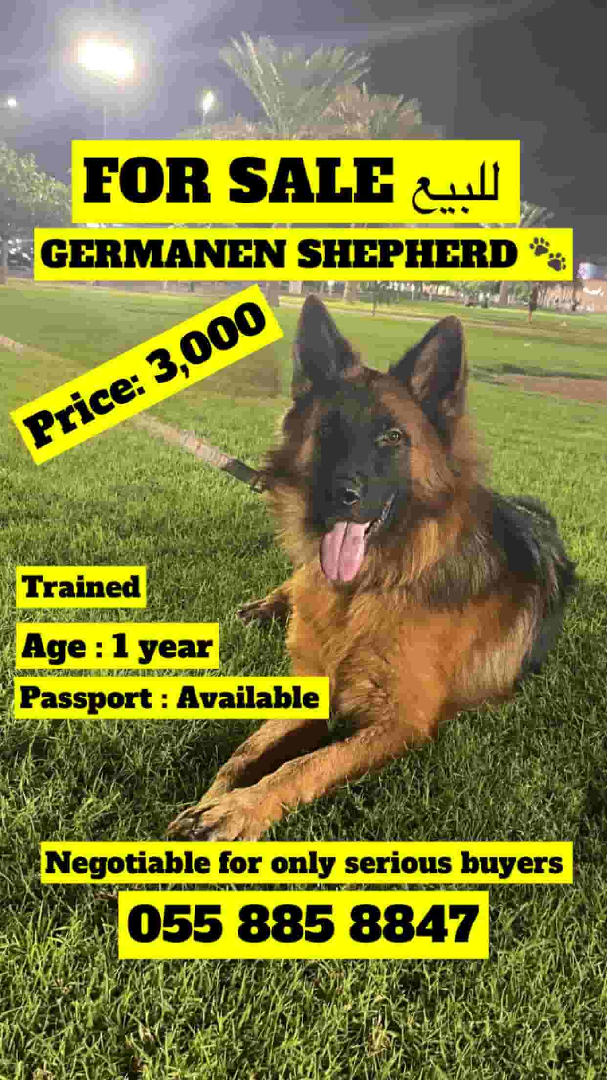 German Shepherd for sale German Shepherd for sale
