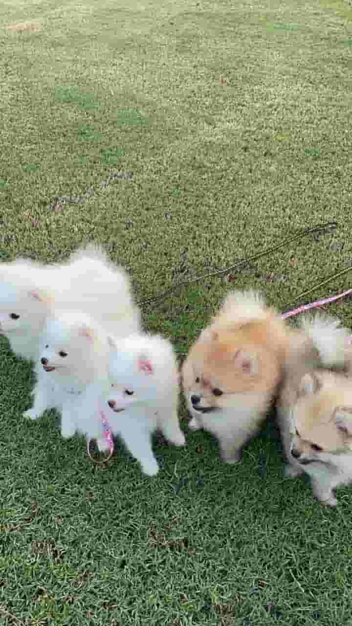 Pomeranian puppy’s Pomeranian puppy’s