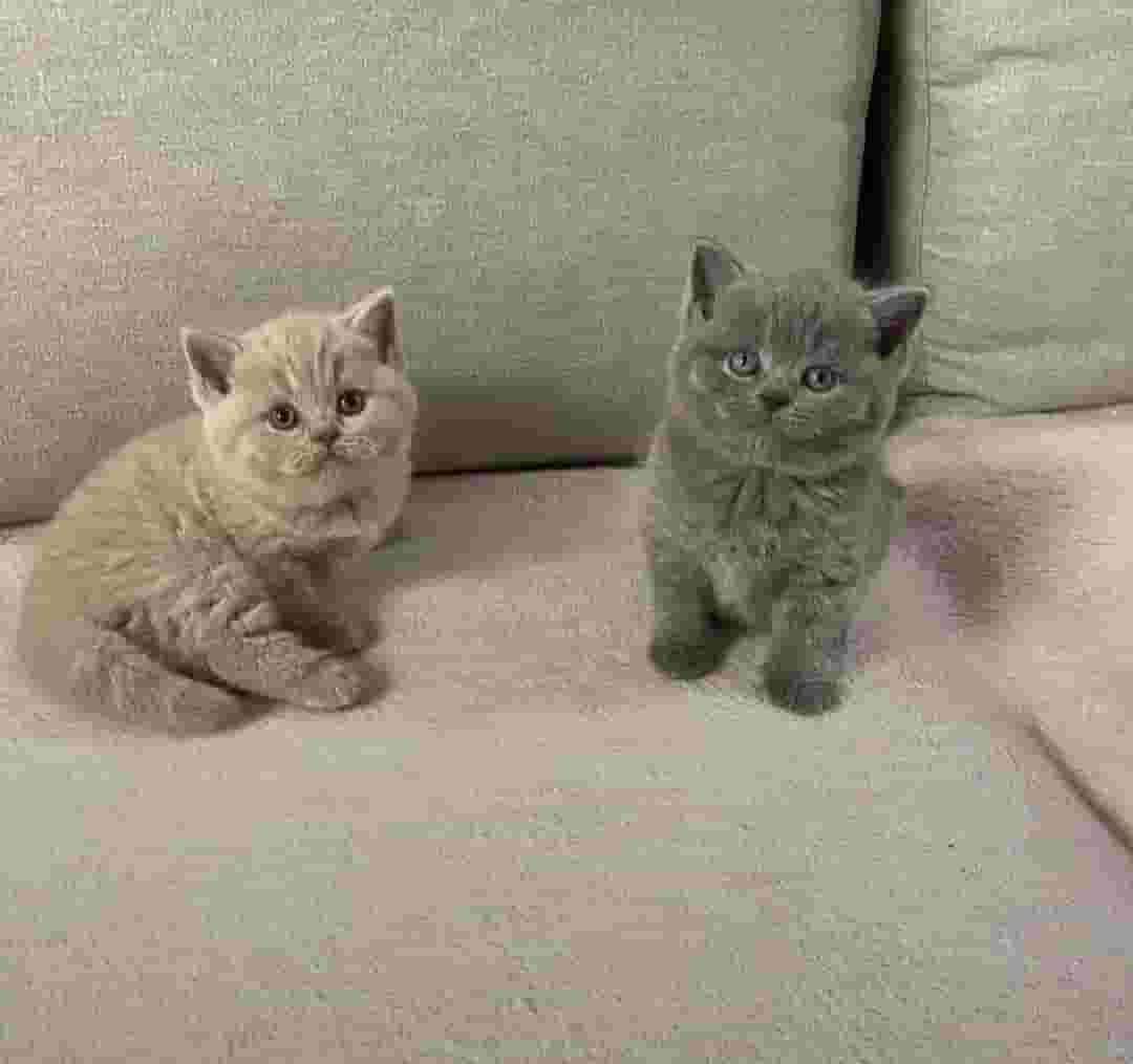 القطط البريطانية ذات الشعر القصير القطط البريطانية ذات الشعر القصير