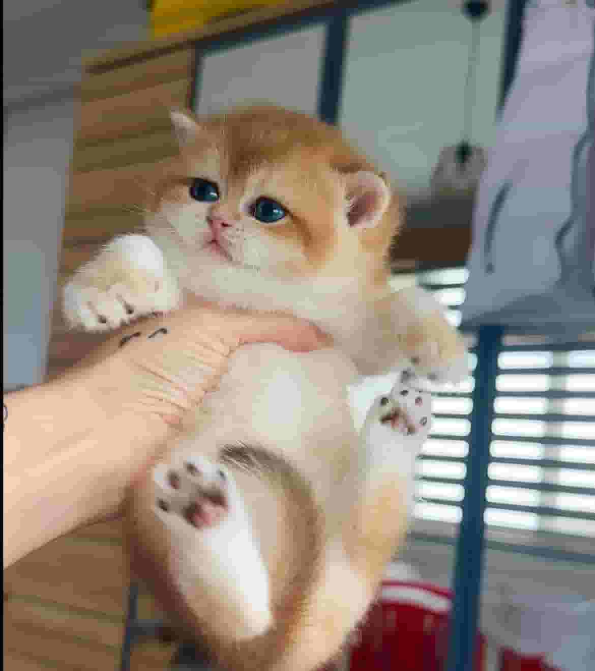 قطة بريطانية قصيرة الشعر قطة بريطانية قصيرة الشعر