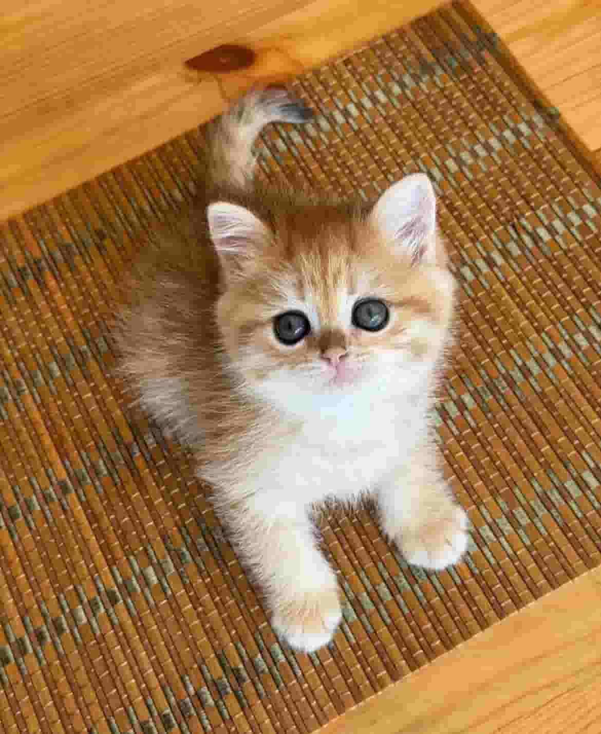 قطة اسكتلندية مستقيمة قطة اسكتلندية مستقيمة