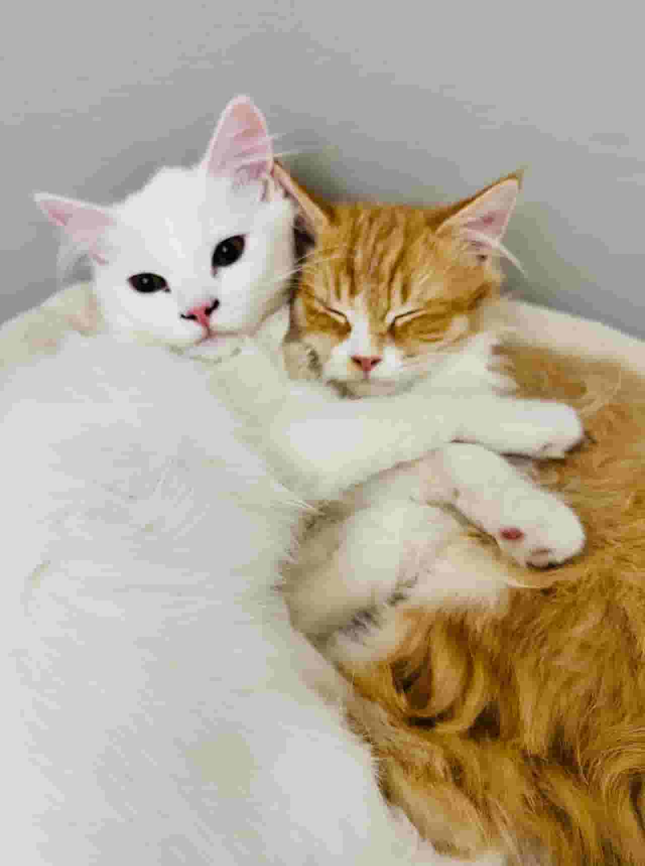 قطط فارسية وتركية للبيع قطط فارسية وتركية للبيع