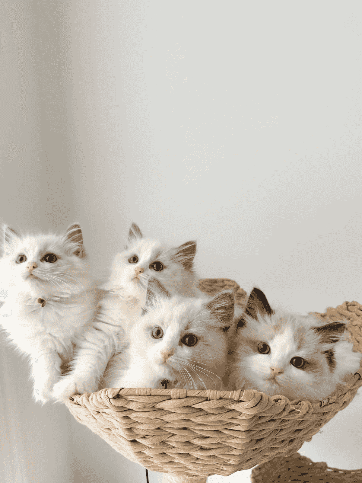 قط رادول قط رادول