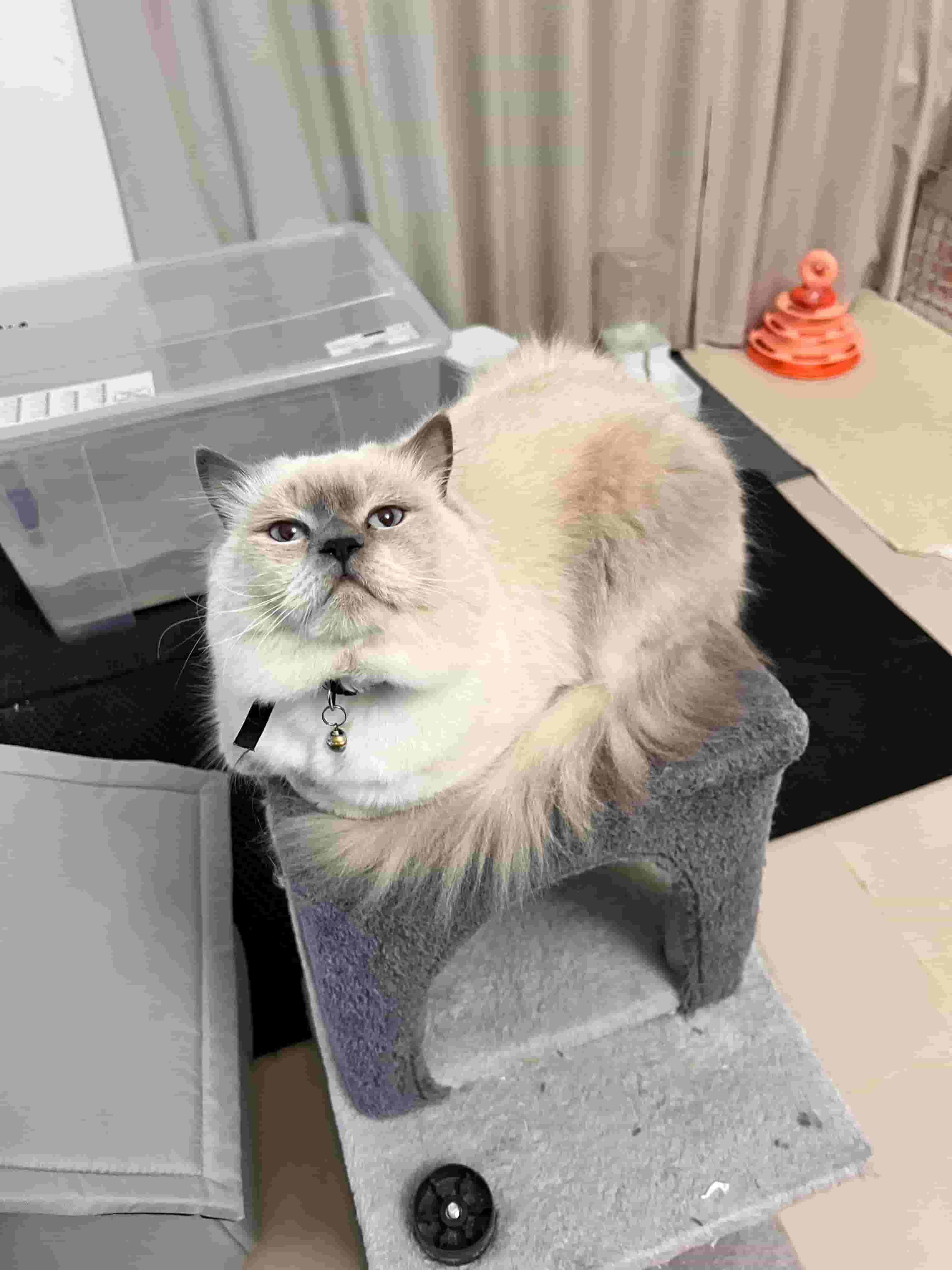 قطط للبيع قطط للبيع