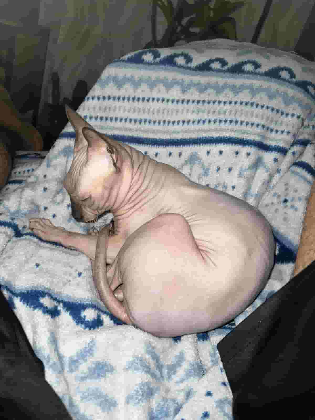 قطة جميلة وصحية قطة جميلة وصحية