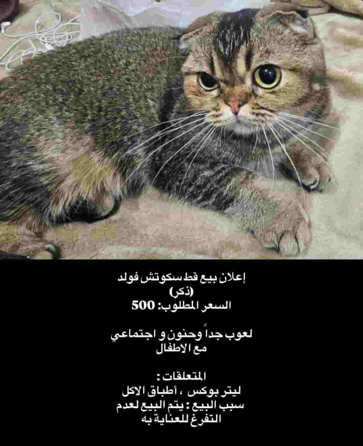 قطط سكوتش فولد قطط سكوتش فولد