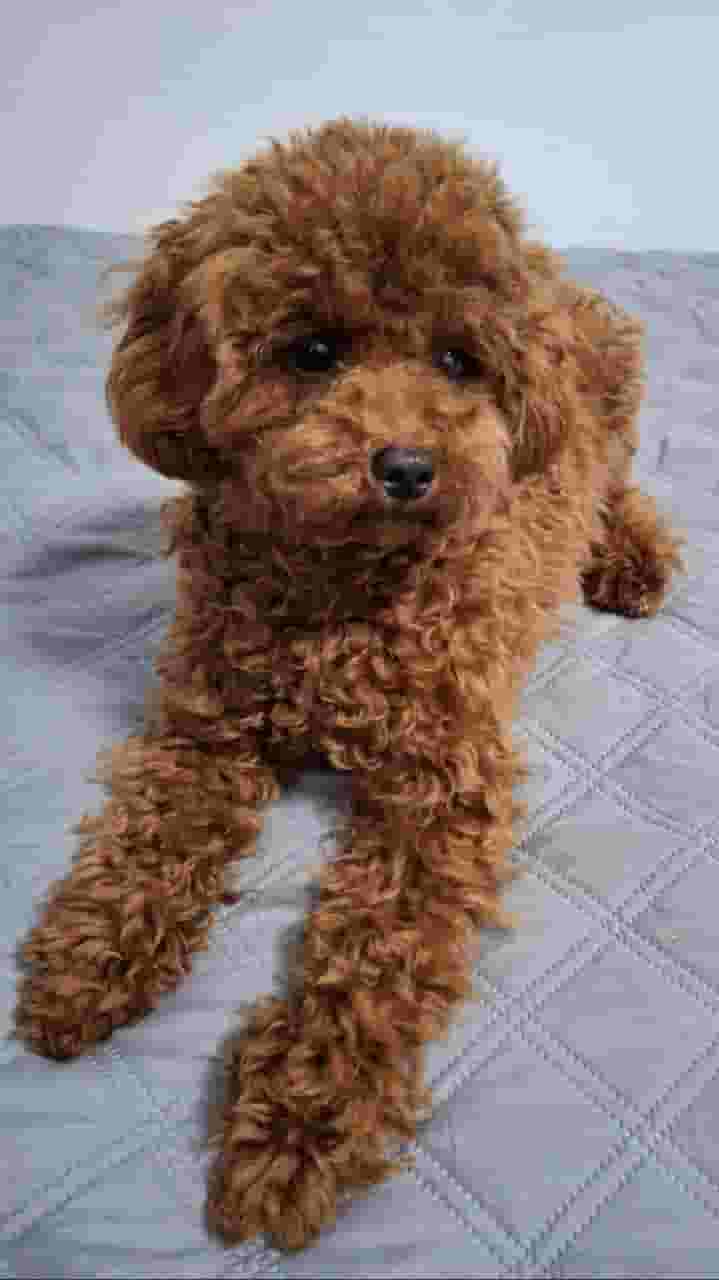 لعبة بودلز حمراء عالية الجودة لعبة بودلز حمراء عالية الجودة