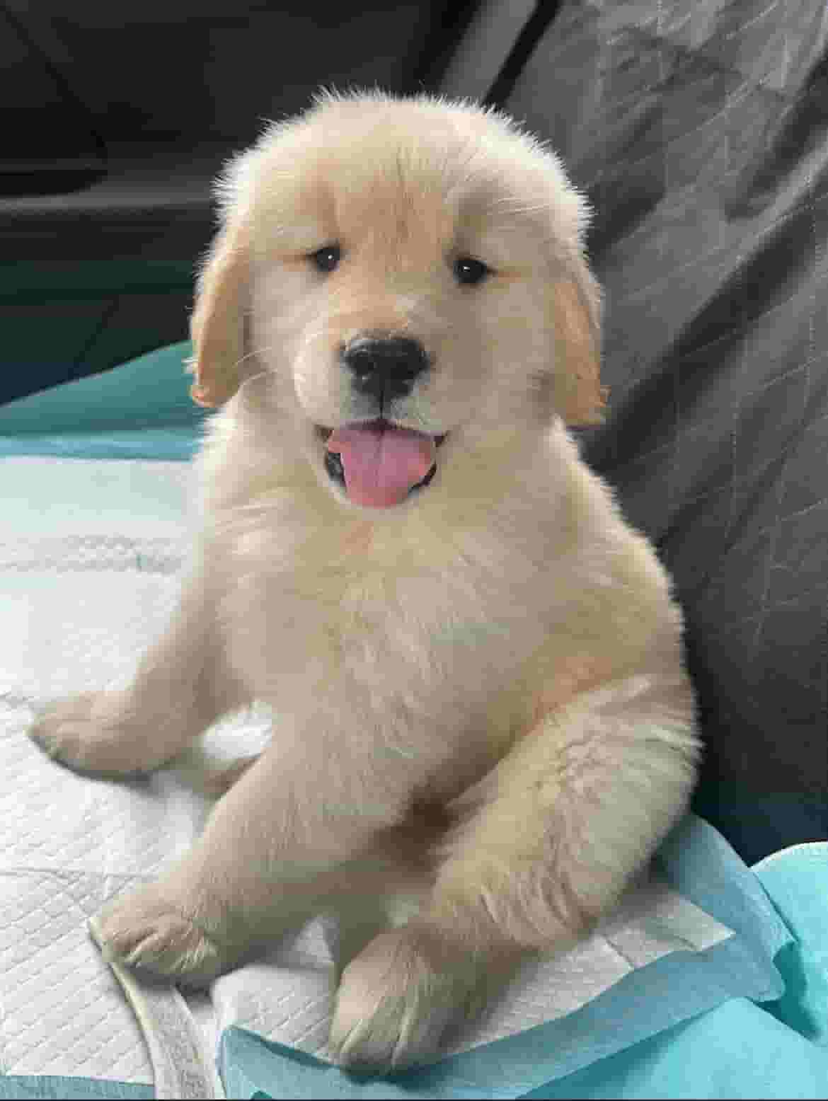 جرو جولدن ريتريفر جرو جولدن ريتريفر