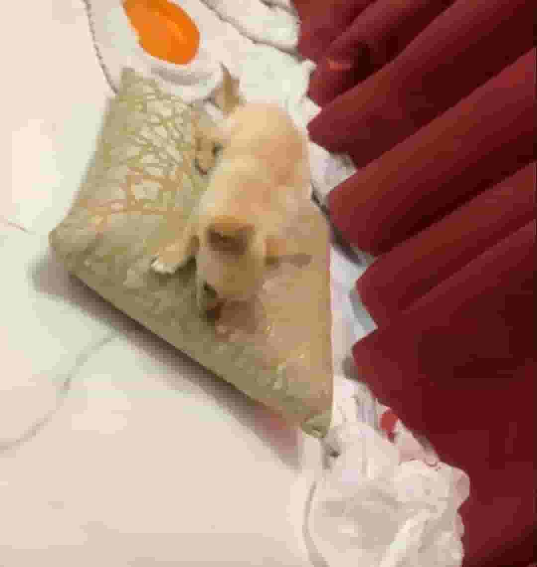 للبيع  كلب بوميرانيان للبيع  كلب بوميرانيان