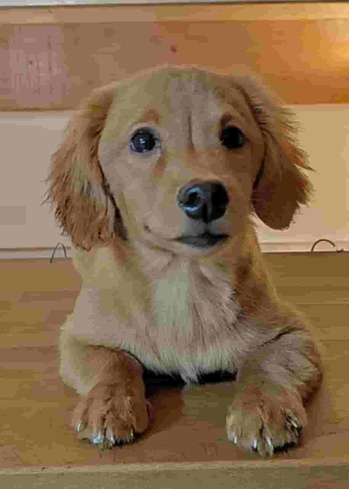 كلبه للبيع كلبه للبيع