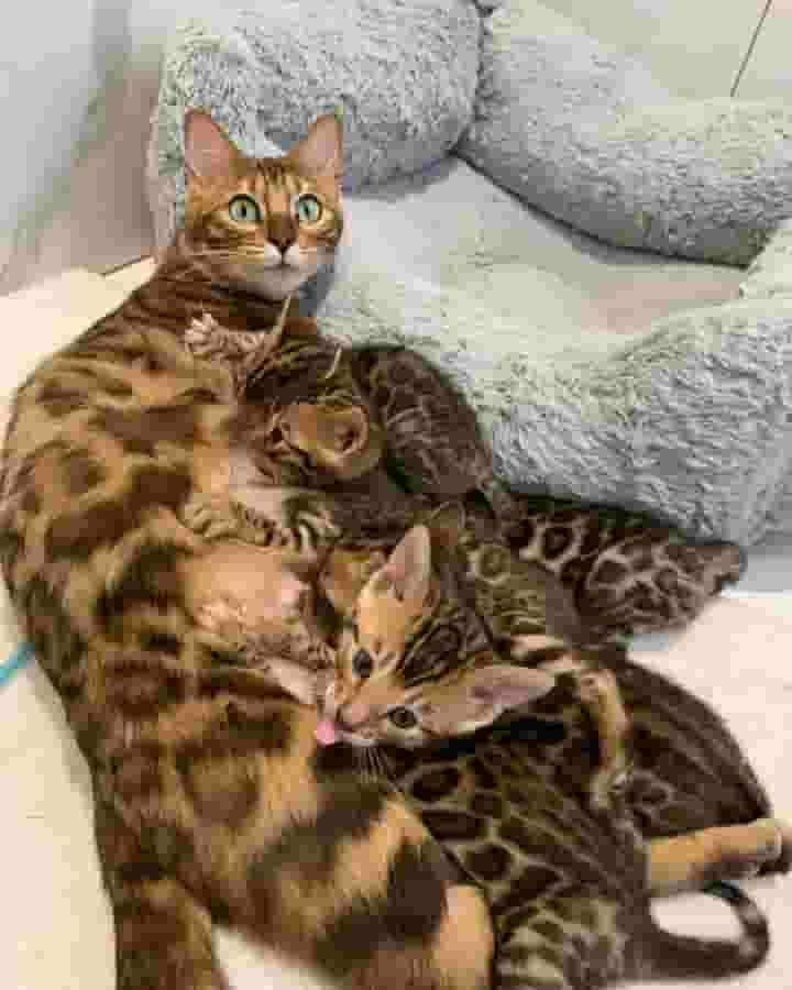 قطط بنغالية للبيع قطط بنغالية للبيع