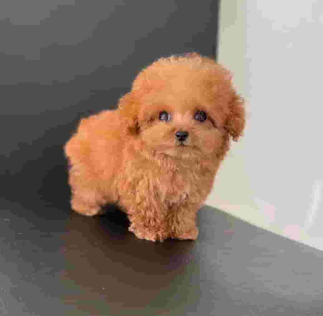 جراء للبيع  جراء للبيع