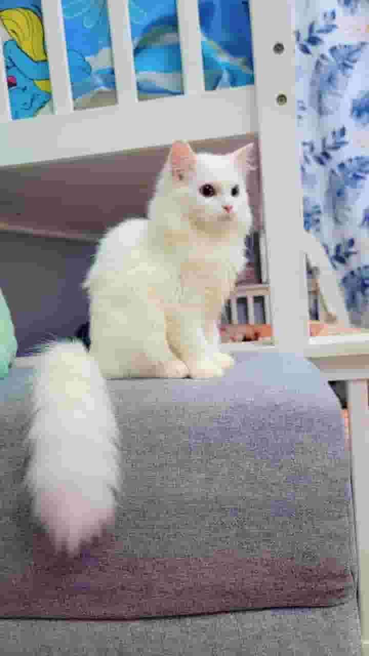 قطة 4 أشهر للبيع قطة 4 أشهر للبيع