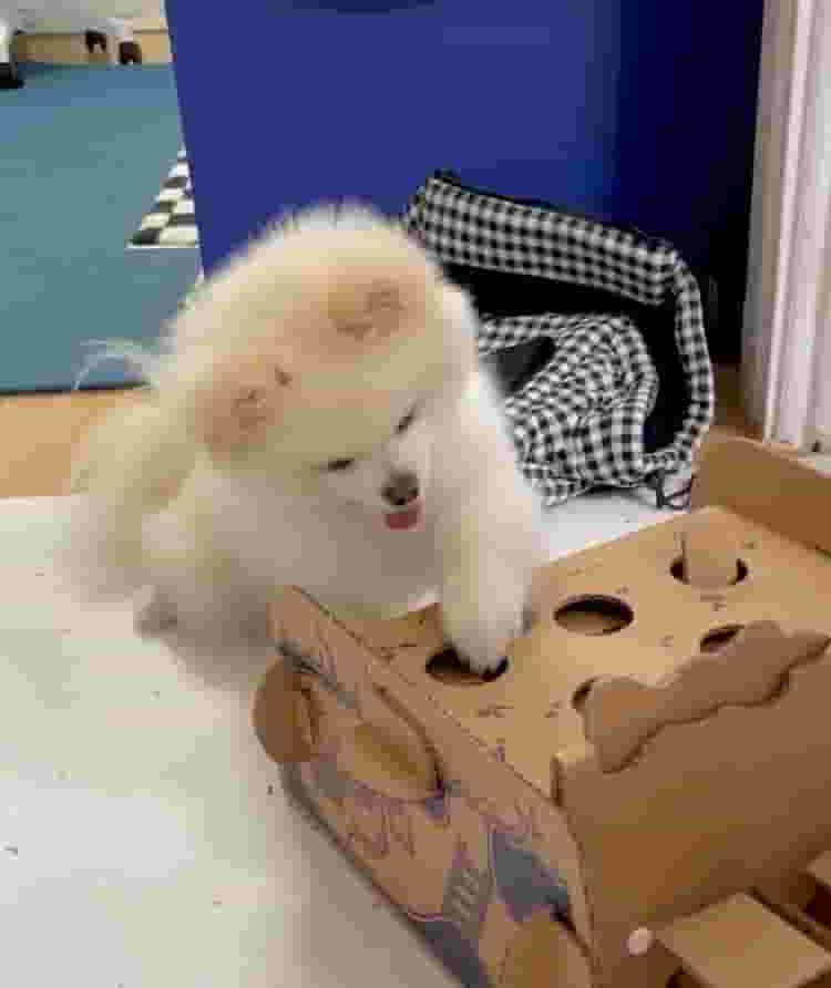 كلاب بوميرانيان كلاب بوميرانيان