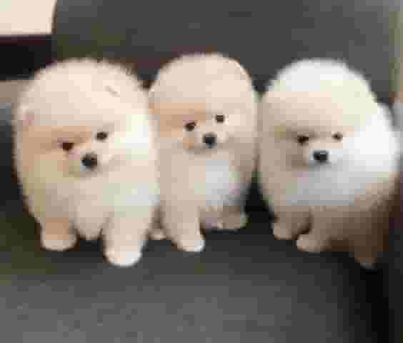 Pomeranian puppies Pomeranian puppies