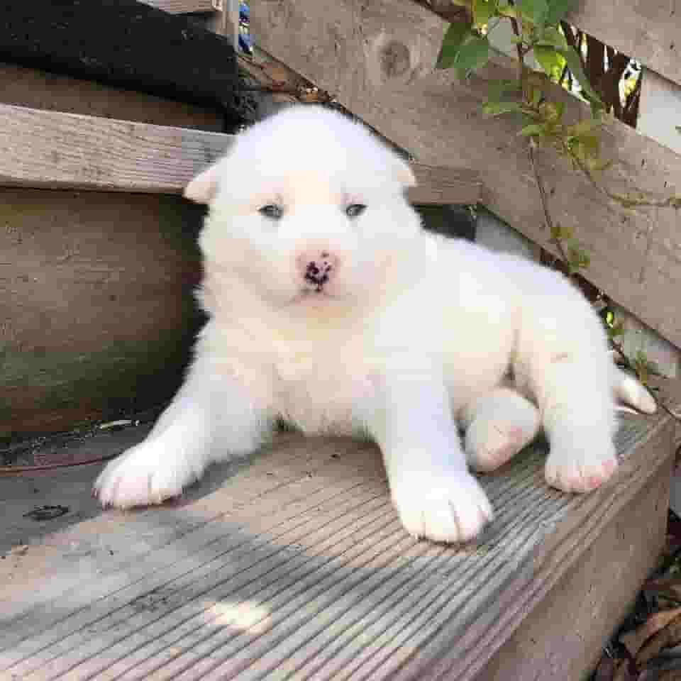 Adorable purebred puppies Adorable purebred puppies