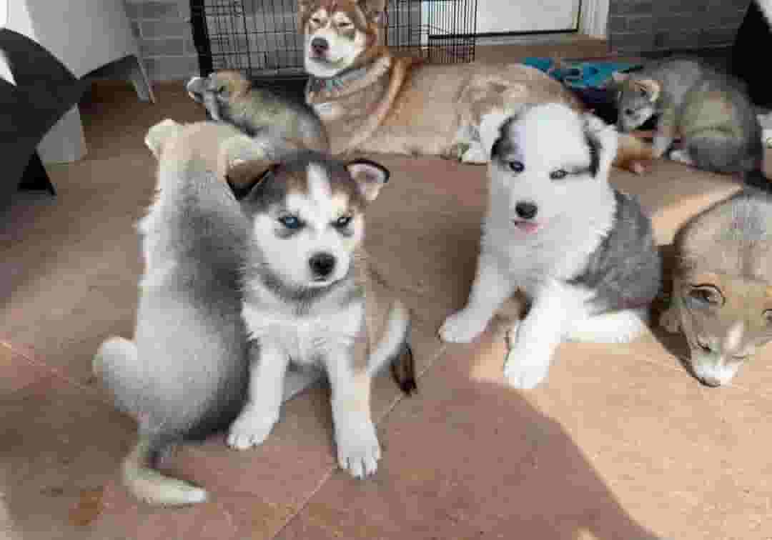 Husky puppies Husky puppies