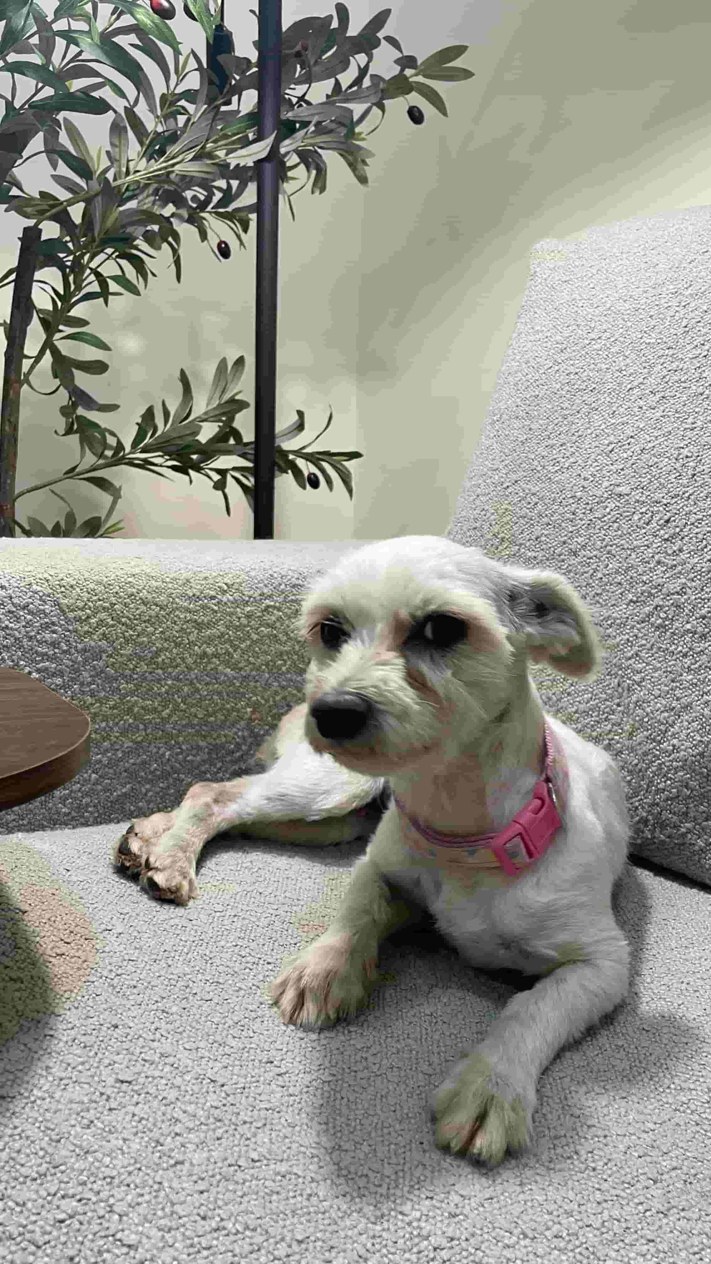 Maletzer dog Maletzer dog