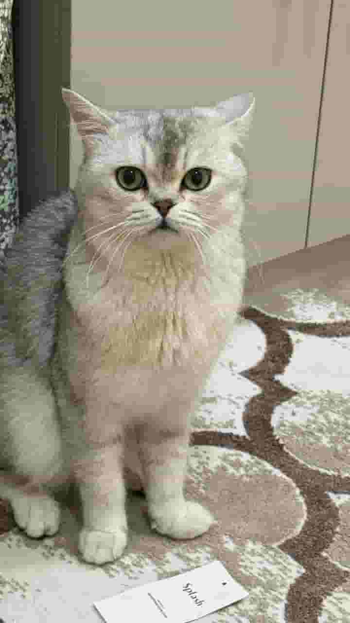 قط سكتش ستريت ny قط سكتش ستريت ny