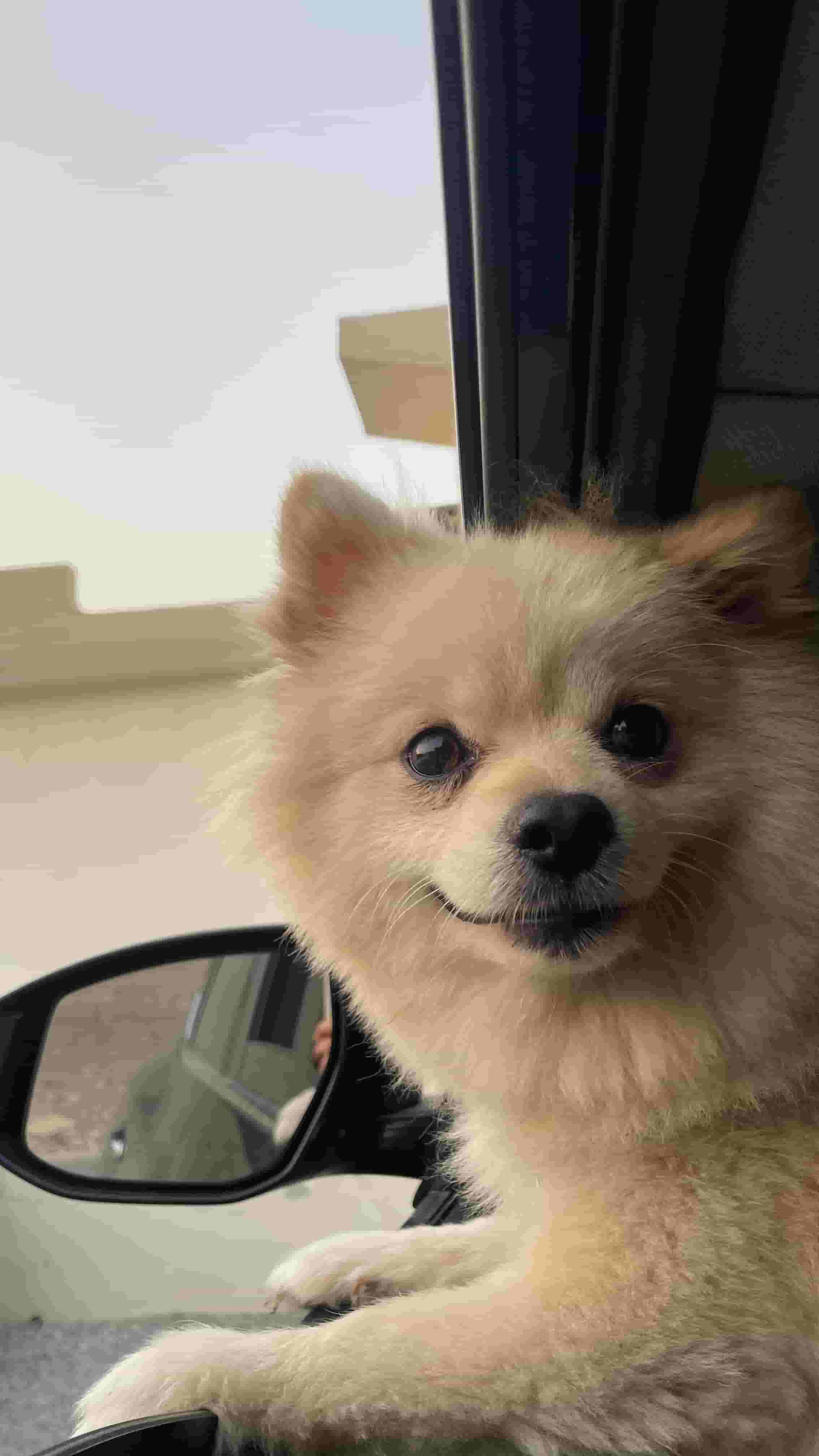 Berman dog Berman dog