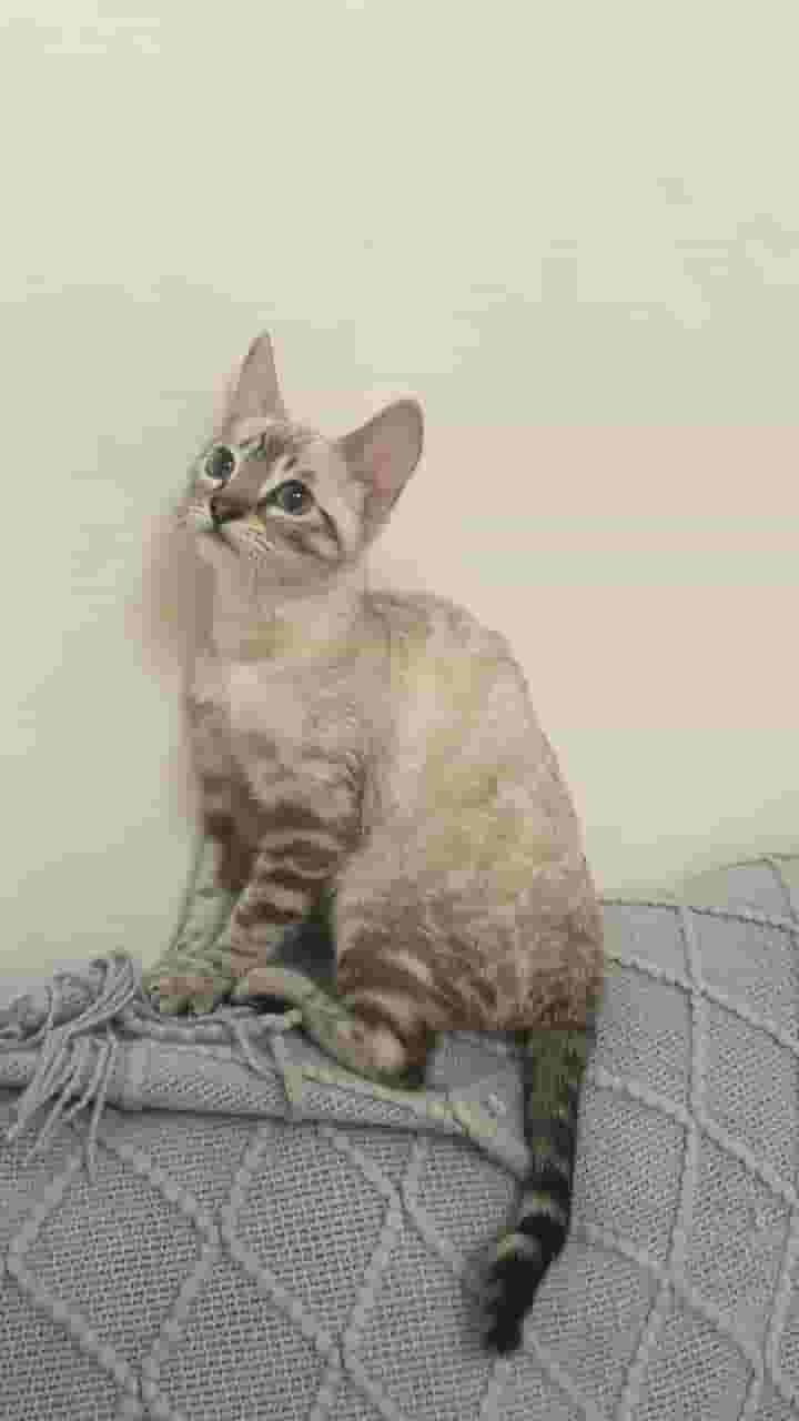 للبيع انثى بنقل للبيع انثى بنقل