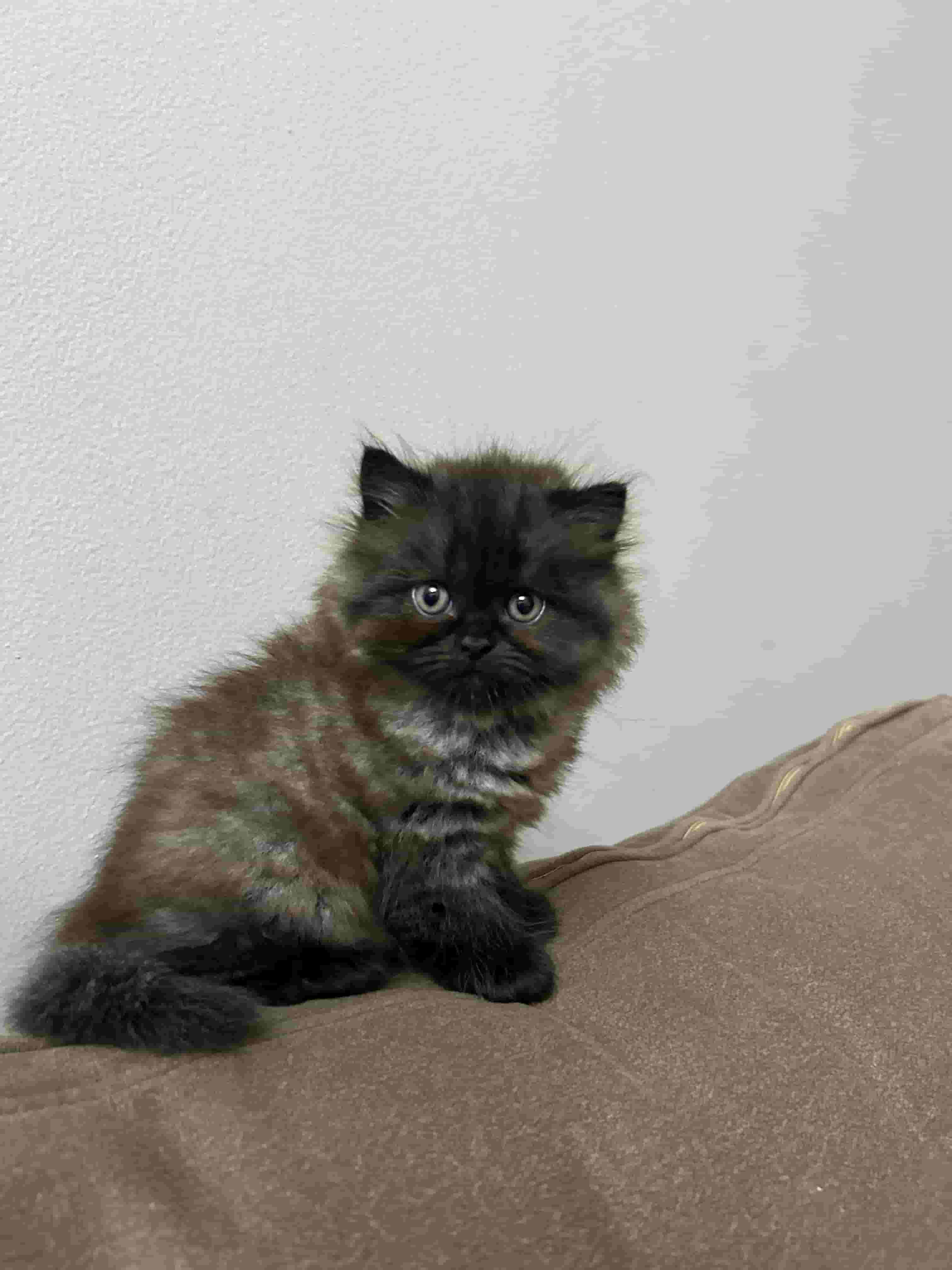 قطط صغيرة للبيع قطط صغيرة للبيع