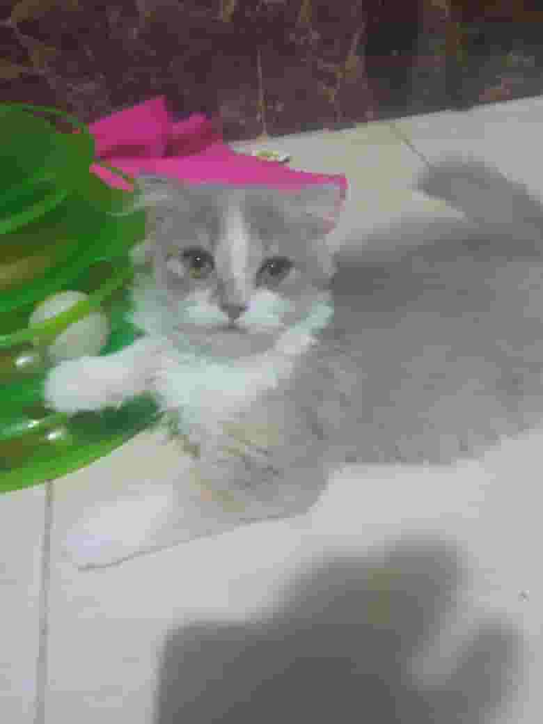 قطة انثى للبيع قطة انثى للبيع