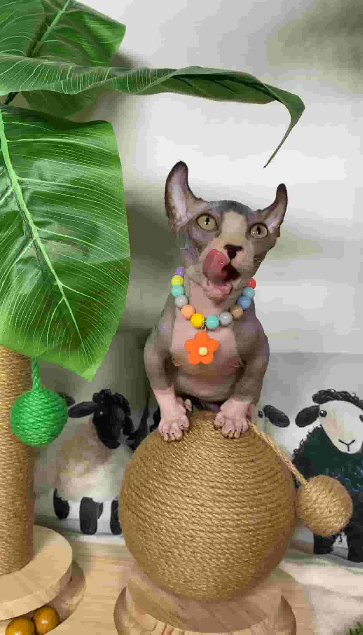 Sphynx قط Sphynx قط