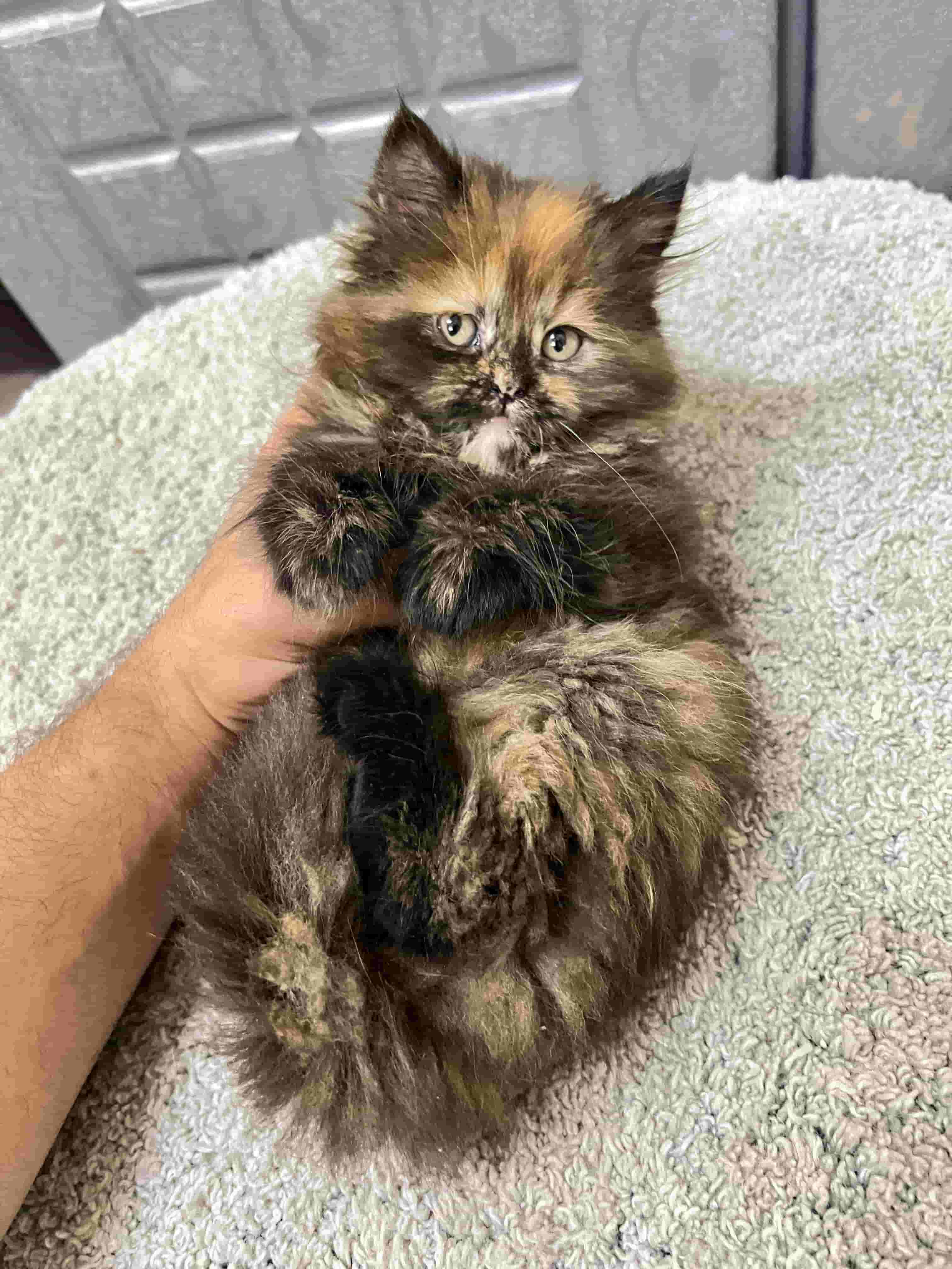 قطة انثى شيرازي قطة انثى شيرازي