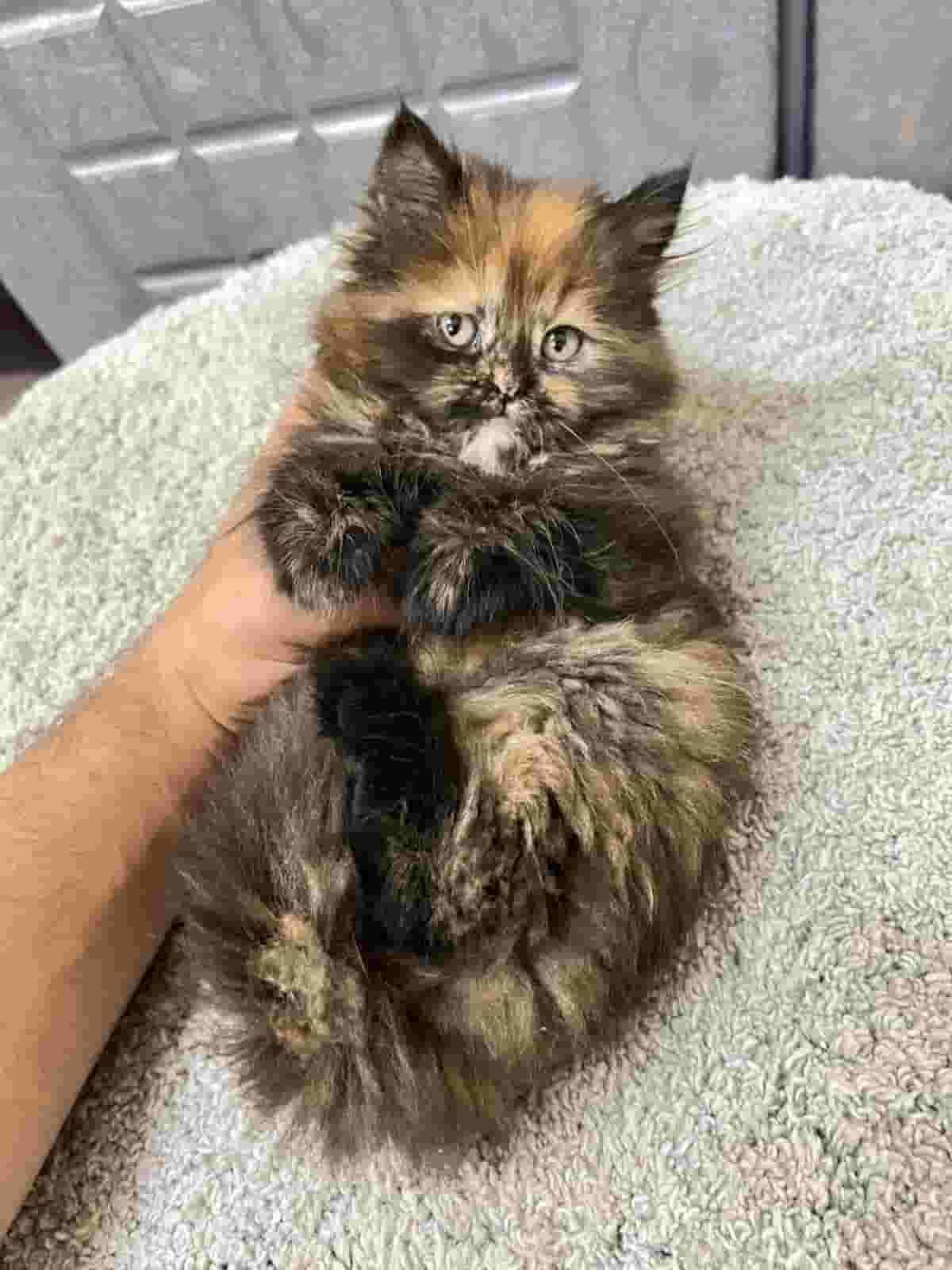 قطة شيرازية انثى قطة شيرازية انثى